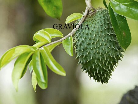 Graviola, Soursop (tarçın Elması) Fidanı 3 Yaş 70 Cm