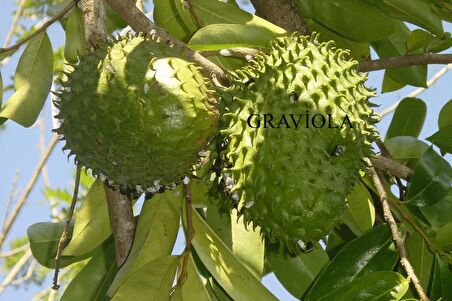 Graviola, Soursop (tarçın Elması) Fidanı 3 Yaş 70 Cm