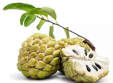 SUGAR APPLE FİDANI AŞISIZ 1 YAŞ 40 CM