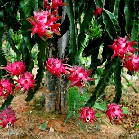 Pitaya (dragon Fruıt, Ejder Meyvesi) Fidanı 30 Cm