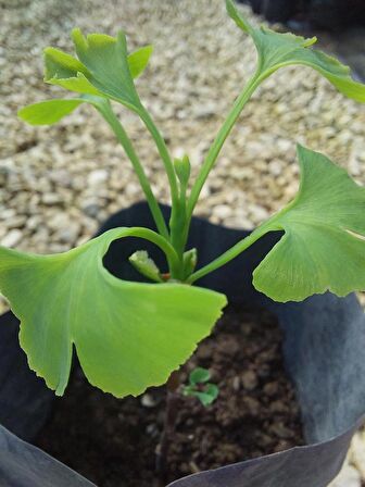 Ginkgo Biloba Fidanı 1 Yaş