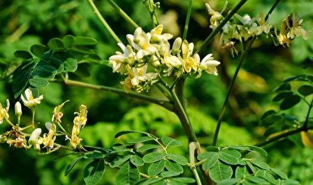 Moringa Fidanı (1 YAŞ 15-20 CM)