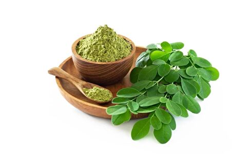Moringa Fidanı (1 YAŞ 15-20 CM)
