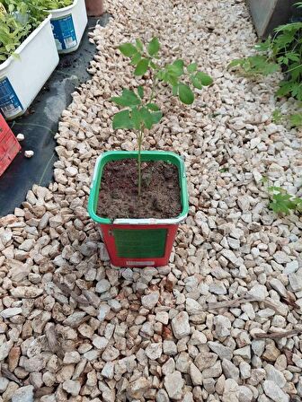 Moringa Fidanı (1 YAŞ 15-20 CM)
