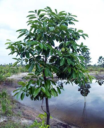 Black Sapote ( Çikolata Meyvesi Ağacı ) Fidanı 1 Yaş 15 Cm