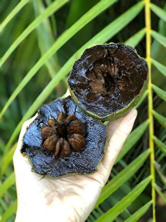 Black Sapote ( Çikolata Meyvesi Ağacı ) Fidanı 1 Yaş 15 Cm