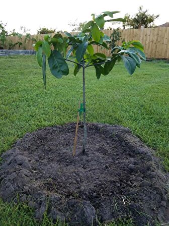 Black Sapote ( Çikolata Meyvesi Ağacı ) Fidanı 1 Yaş 15 Cm