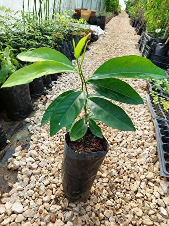 Black Sapote ( Çikolata Meyvesi Ağacı ) Fidanı 1 Yaş 15 Cm