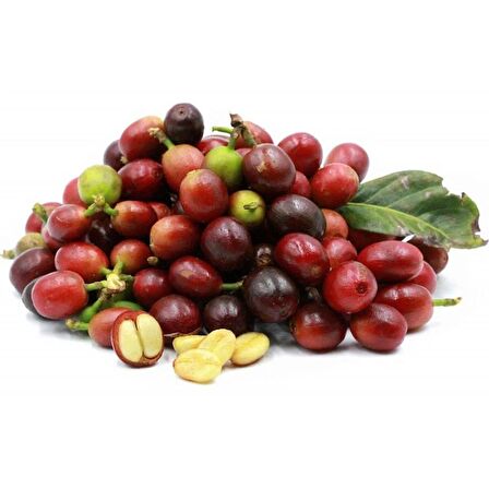 Kahve Fidanı ( Coffe Arabica ) (1 Yaş 15-20 Cm)