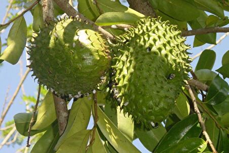 Graviola, Soursop (tarçın Elması) Fidanı 3 Yaş 120 Cm