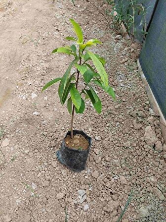 Graviola, Soursop (tarçın Elması) Fidanı 3 Yaş 120 Cm