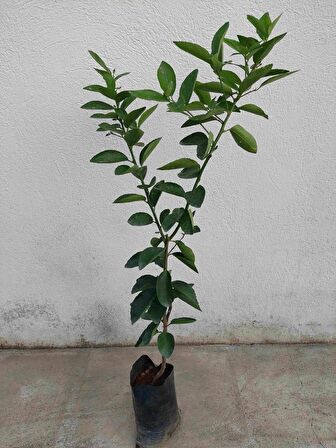 Thai Lime Limon Fidanı 5 Yaş 80cm