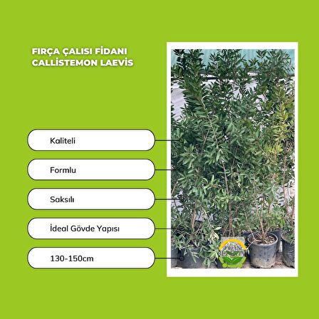 Fırça Çalısı Fidanı - Callistemon Laevis