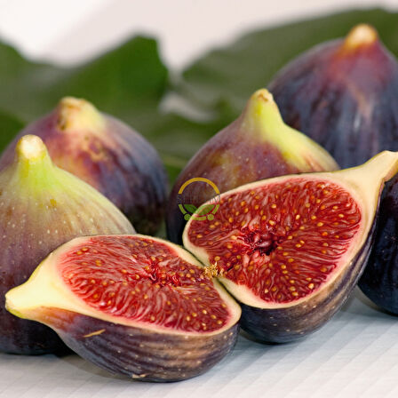 2 Yaş Bursa Dürdane İncir Fidanı