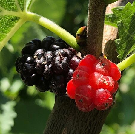 4 Yaş Aşılı Ekşi Kara(Urmu) Dut Fidanı