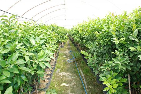 5 Yaş Aşılı 'YEDİVEREN' Kütdiken Limon Fidanı