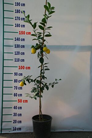 5 Yaş Aşılı 'YEDİVEREN' Kütdiken Limon Fidanı