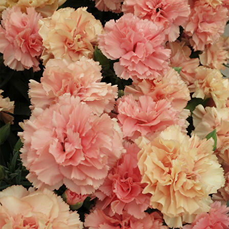 Nadir Kokulu Sweet Pleasure L Apricot Karanfil Çiçeği Fidesi (1 Adet)