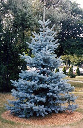 Mavi Ladin Fidanı /  30 cm (Picea Pungens)