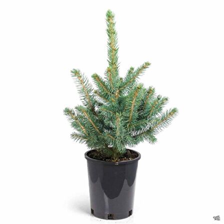 Mavi Ladin Fidanı /  30 cm (Picea Pungens)