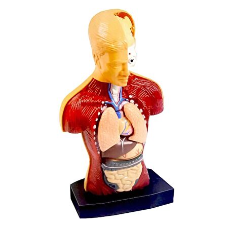 TWOX Nessiworld The Human Body İnsan Vücudu 3D Eğitim Seti 3301