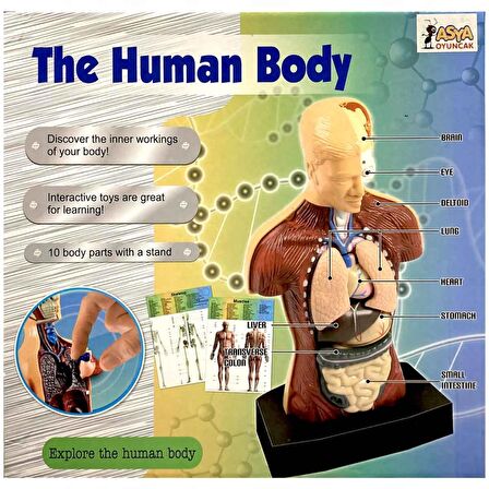 TWOX Nessiworld The Human Body İnsan Vücudu 3D Eğitim Seti 3301