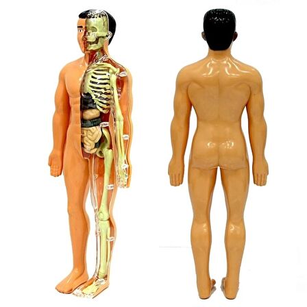 TWOX Nessiworld The Human Body İnsan Vücudu 3D Eğitim Seti 3302