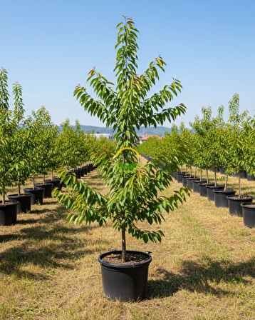 4 Yaş Aşılı No 2 Kiraz Fidanı 'Yarı Bodur'