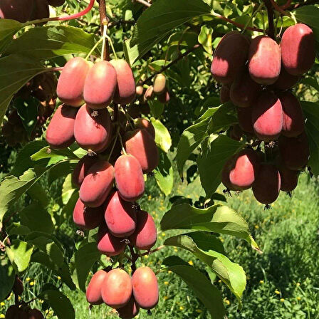 Geleneksel Soğuklara Dayanıklı  Kivi Actinidia Arguta Ken's Red Kırmızı Kivi Fidanı