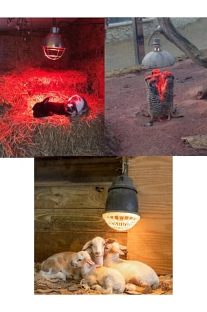(6 Adet) 250w Kızılötesi Isıtıcılı Hayvan Isıtma Ve Kuluçka Lambası (kırmızı Işık) E27 (kalın Duy)