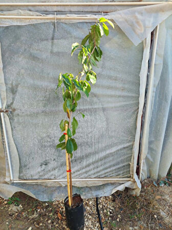 GRAVİOLA FİDANI (SOURSOP, TARÇIN ELMASI) 7 YAŞ 150 CM ÜZERİ TR'DE TEK!!!