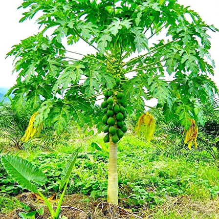 PAPAYA FİDANI 50 CM