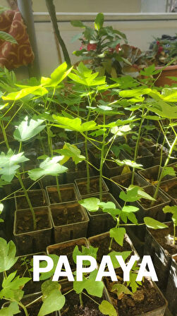 PAPAYA FİDANI 50 CM