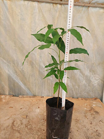LİÇİ FİDANI 4 YAŞ 50 CM