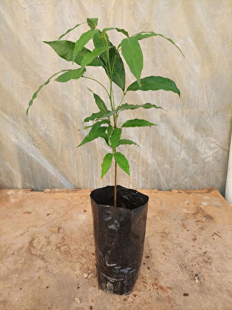 LİÇİ FİDANI 4 YAŞ 50 CM