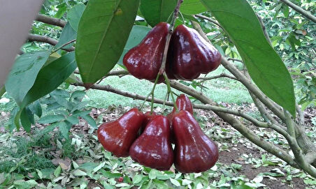 Jawa Elması Fidanı (JAMBU,MUM ELMASI) 3 Yaş 30 Cm (NADİR TÜR)