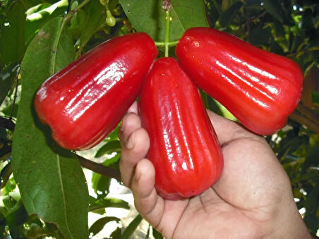 Jawa Elması Fidanı (JAMBU,MUM ELMASI) 3 Yaş 30 Cm (NADİR TÜR)