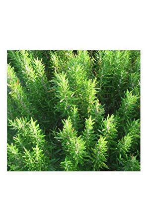 Biberiye Fidanı Rosmarinus Officinalis