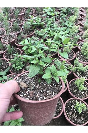 Mentha Nane Fidanı Fidesi 1 Adet 10-20 Cm 