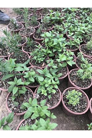 Mentha Nane Fidanı Fidesi 1 Adet 10-20 Cm 
