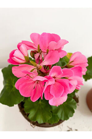 Sardunya Pembe Sarkan Sardunya Pembe Saksılı 10-20 cm