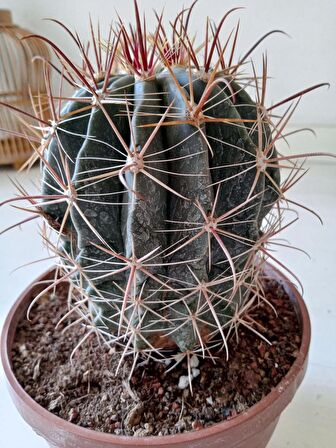 Ferrocactus latispinus 