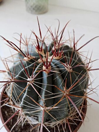 Ferrocactus latispinus 