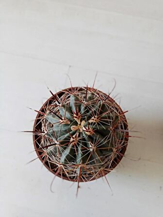 Ferrocactus latispinus 