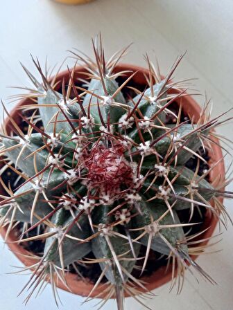 Ferrocactus Latispinus