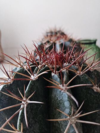 Ferrocactus Latispinus