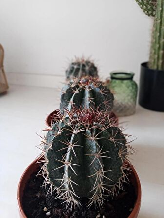 Ferrocactus Latispinus