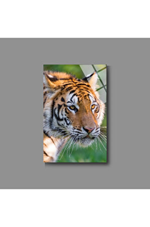 Hayvan Fotoğrafları Cam Tablo | Dayanıklı Temperli Cam
