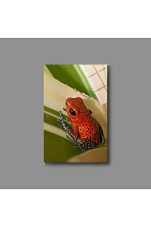 Hayvan Fotoğrafları Cam Tablo | Dayanıklı Temperli Cam