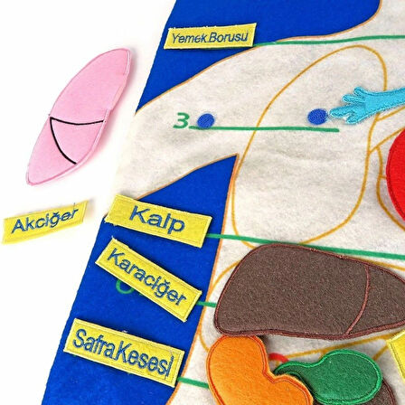 AND-5120 Vücudumuz Cırtlı Pano